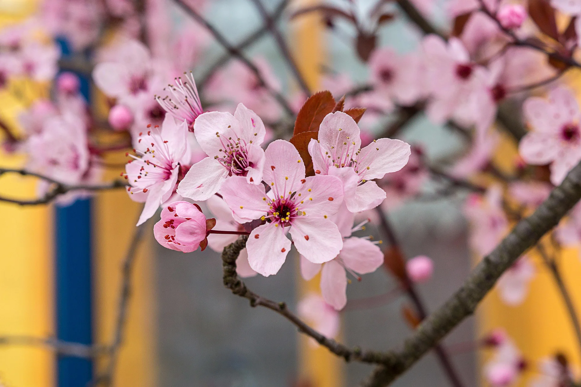 erste Kirschblüten im frühlingshaften Garten