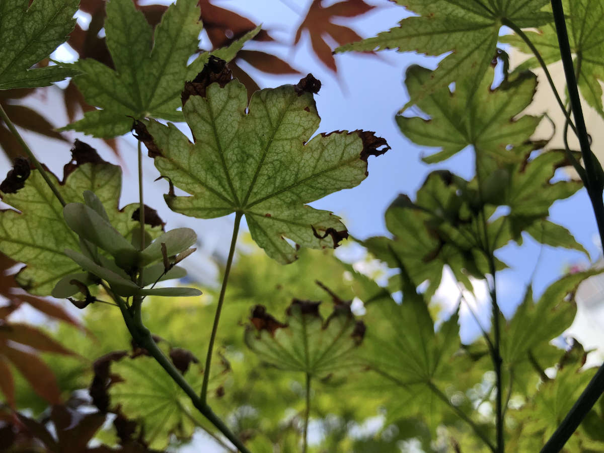 erste Kirschblüten im frühlingshaften Garten