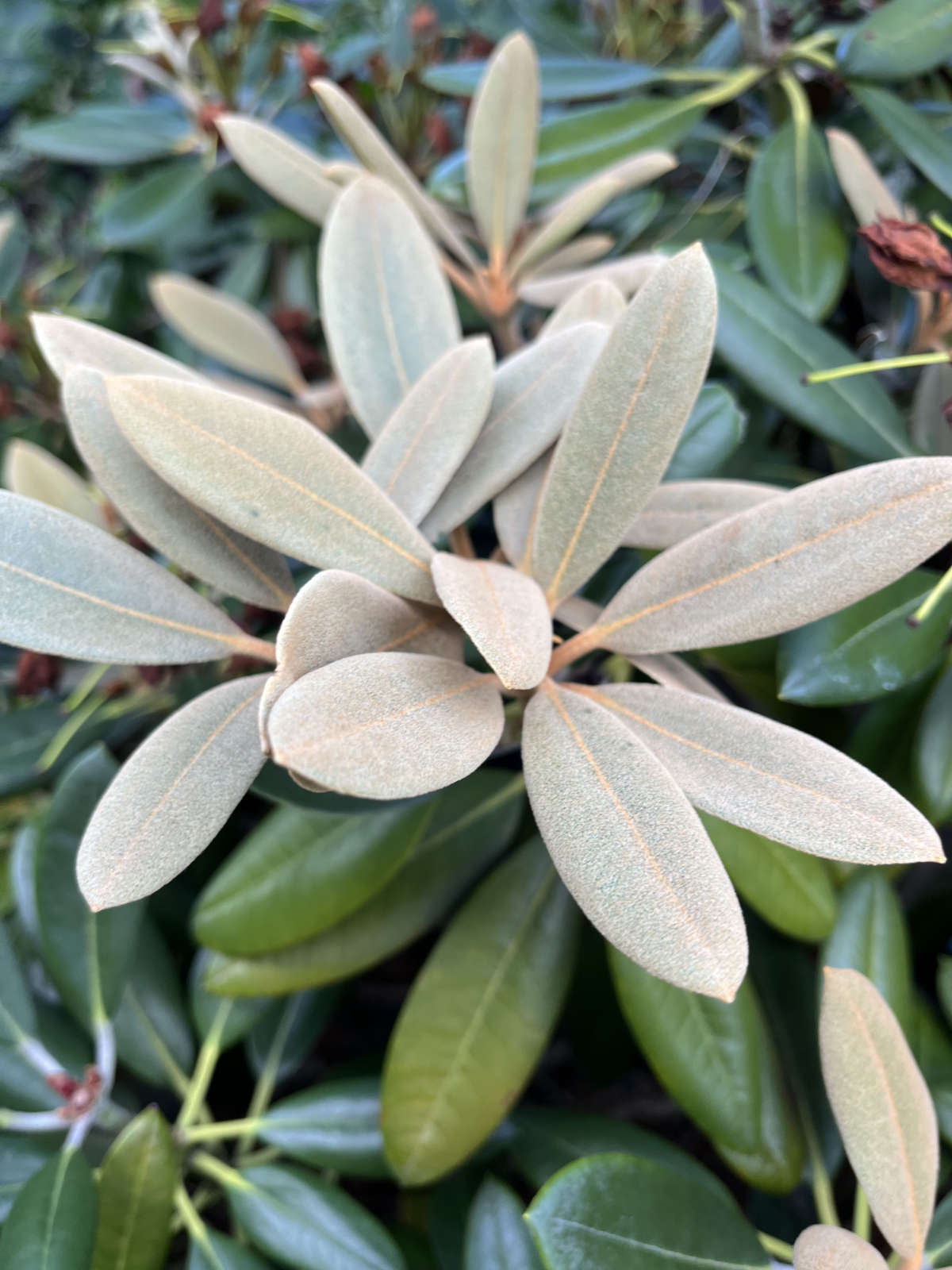 erste Kirschblüten im frühlingshaften Garten