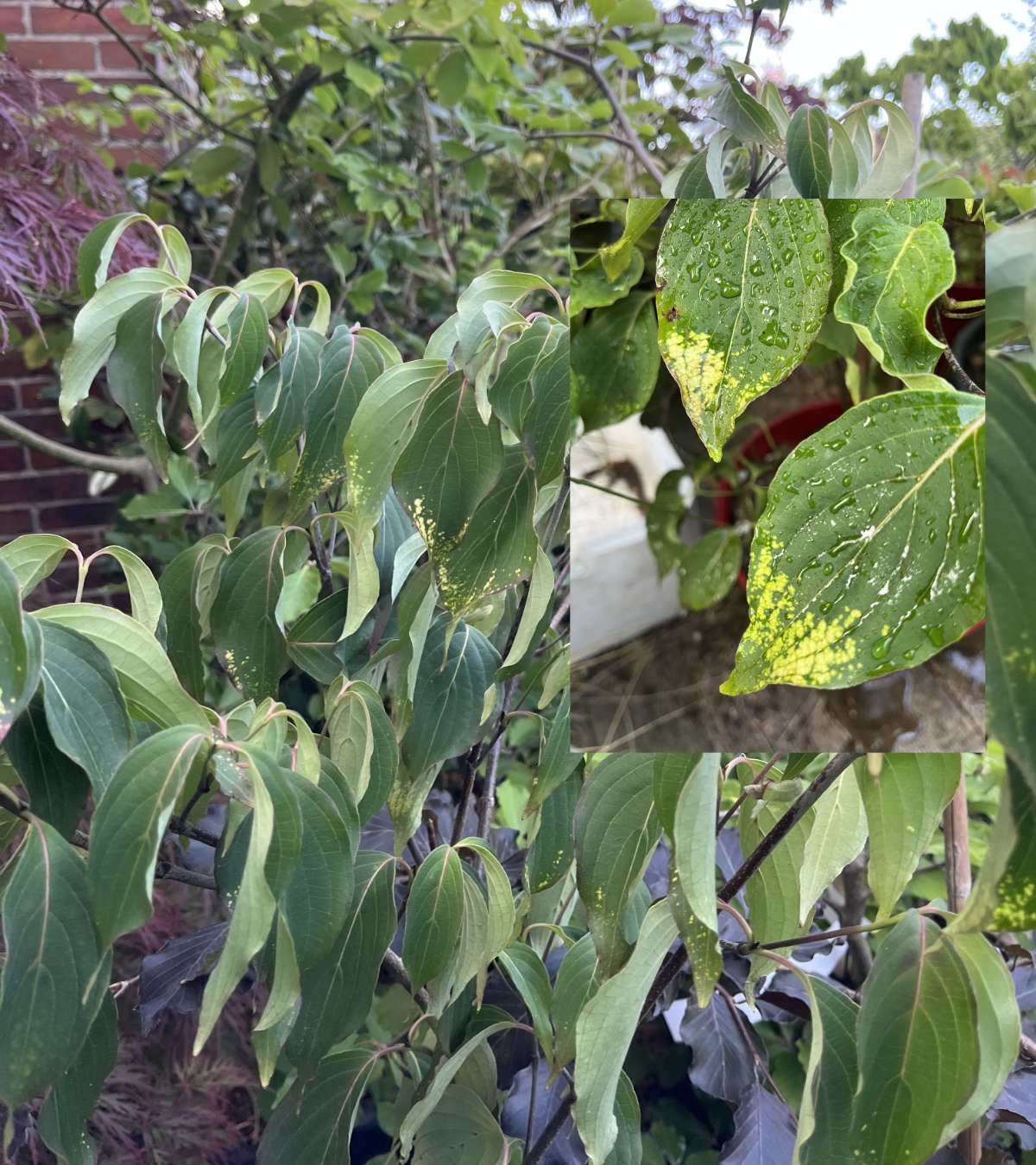 erste Kirschblüten im frühlingshaften Garten