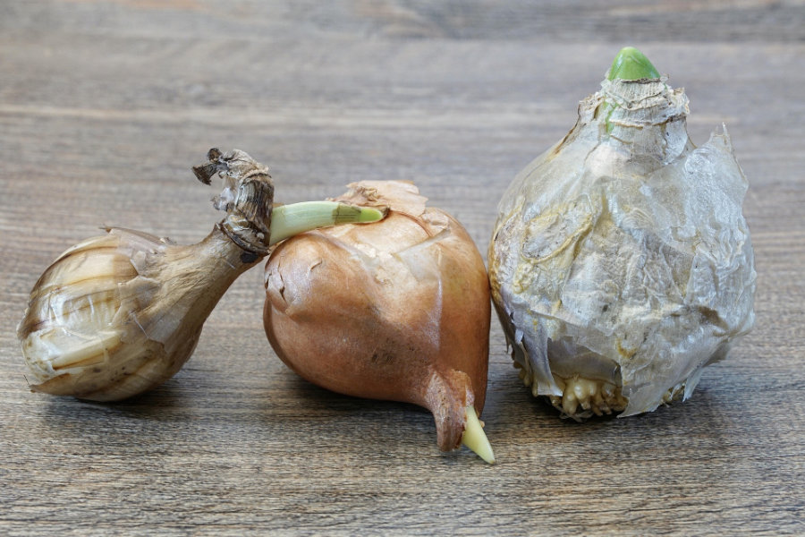 Blumenzwiebeln für den Frühling werden im Herbst gepflanzt