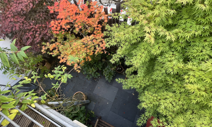 Rückschnitt von Gehölzen im Herbst